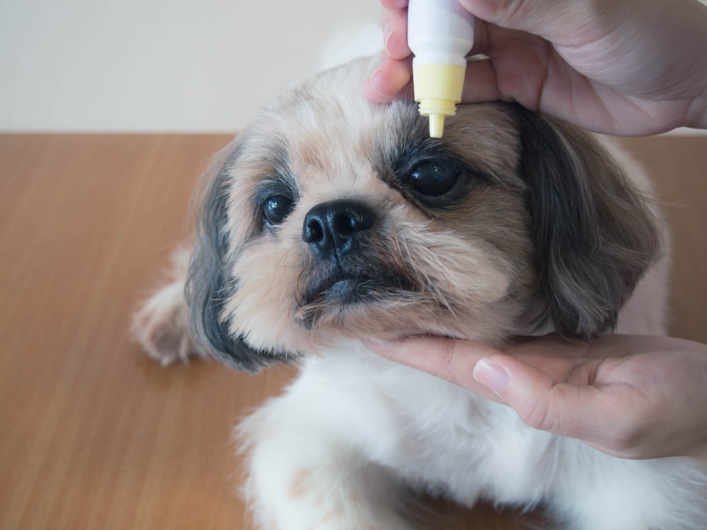 Comment soigner la conjonctivite d’un chien