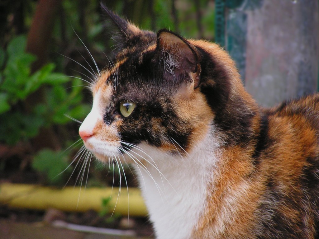 chat calico