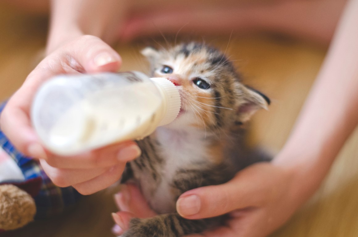 chaton pas sevré qui boit du lait au biberon